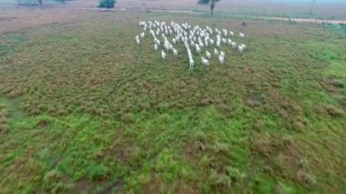 Yaz yeşil alan Brezilya, inek sürüsü havadan görünümü 