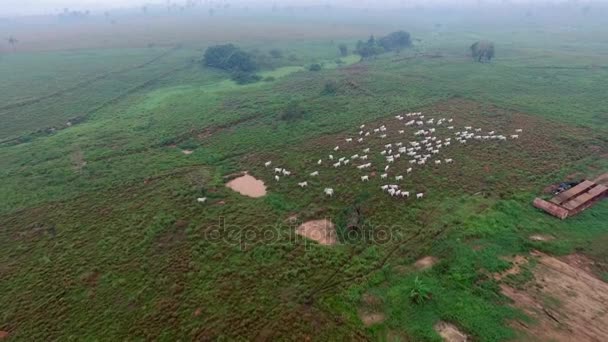 Aerial view of herd of cows at summer green field in Brazil — Stock Video