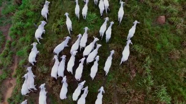 Вид с воздуха на стадо коров на летнем зеленом поле в Бразилии — стоковое видео