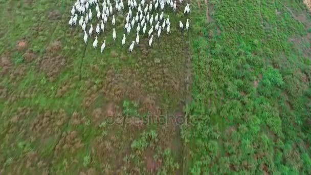 Letecký pohled na stáda krav na letní zelené pole v Brazílii — Stock video