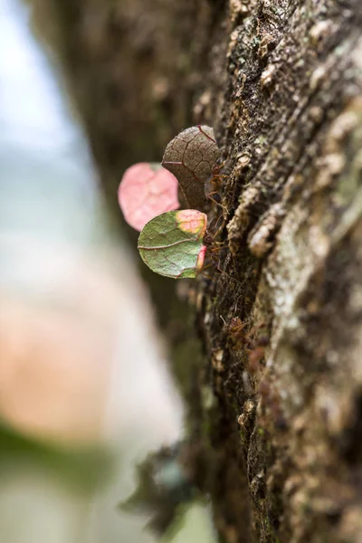 Μυρμήγκι που μεταφέρουν φύλλα πάνω στο δέντρο — Φωτογραφία Αρχείου