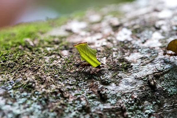Hormiga llevando hojas en el árbol — Foto de Stock