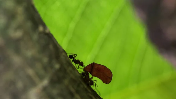 Ant carrying leaves on the tree — Stock Photo, Image