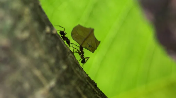나무에 잎을 운반 하는 개미 — 스톡 사진