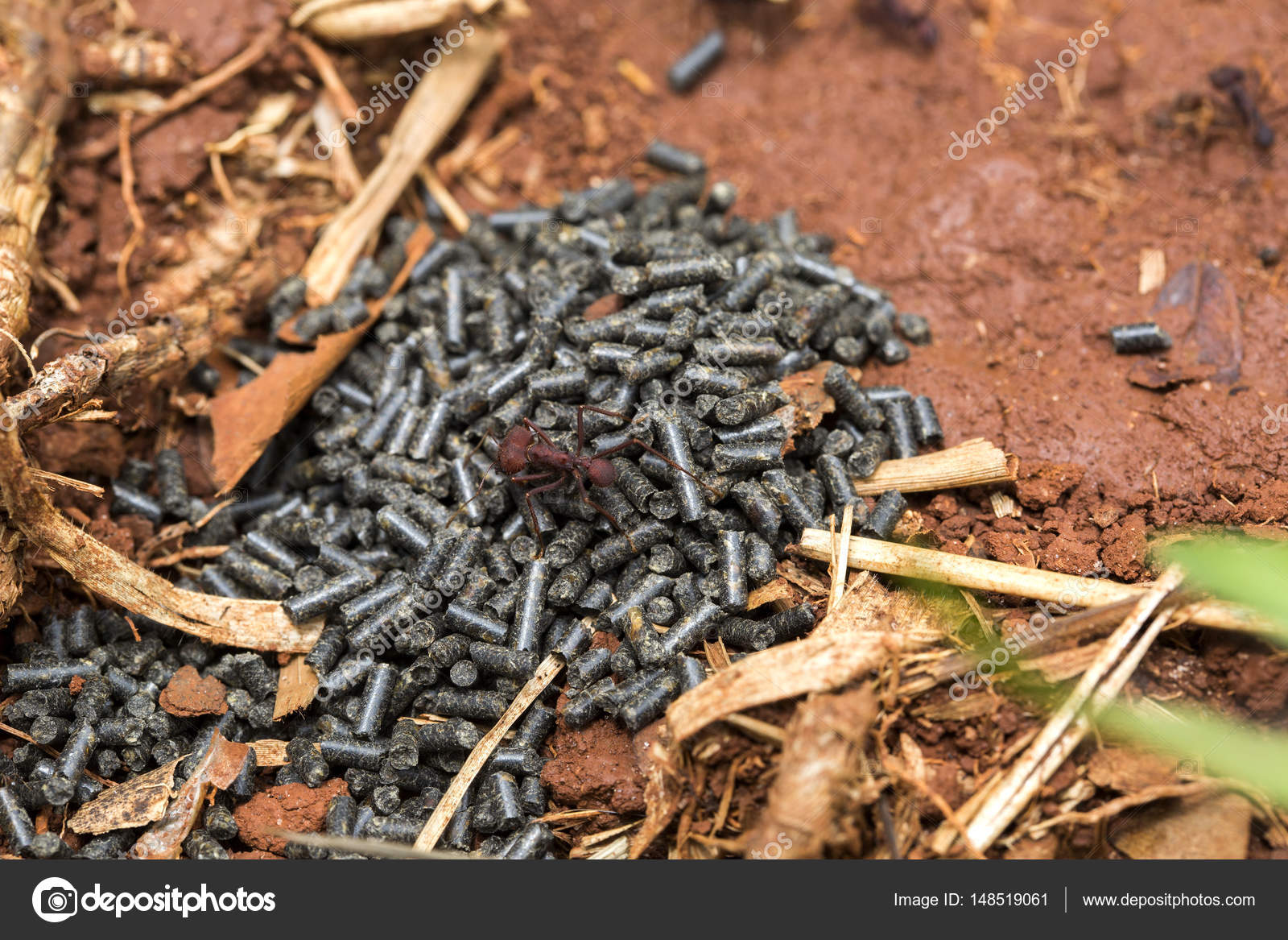 Ants eating poison. Stock Photo by ©Paulovilela 148519061