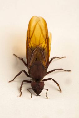 Kraliçe karınca, kanatlı karınca