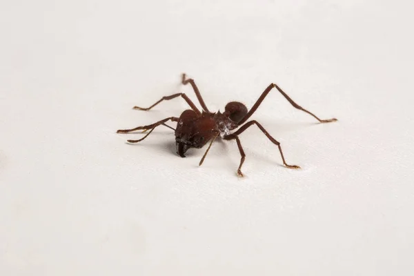 Beyaz arka plan üzerinde İşçi karınca — Stok fotoğraf