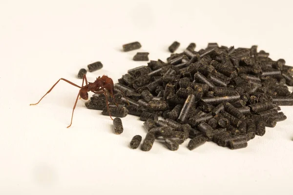 Ant eating poison