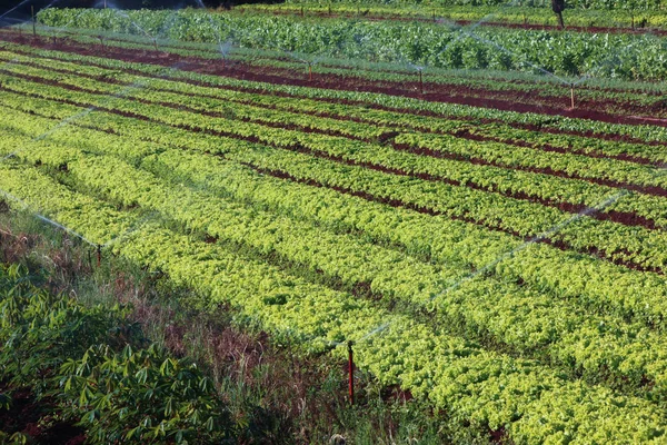 Variety vegetable plants in growth at vegetable garden — Stock Photo, Image