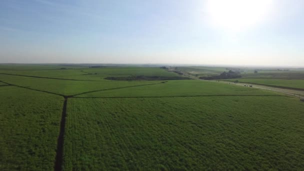 空中的蔗田在巴西里贝朗普雷图. — 图库视频影像