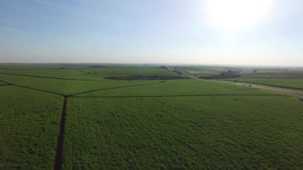 Luchtfoto suikerriet veld in Ribeirao Preto, Brazilië. — Stockvideo