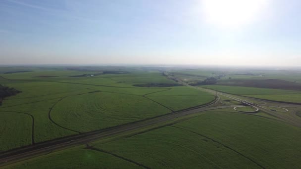 空中的蔗田在巴西里贝朗普雷图. — 图库视频影像
