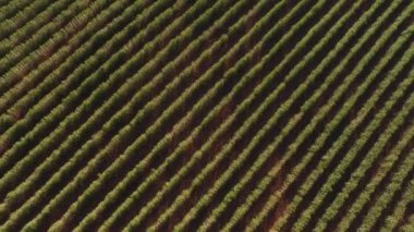 Minas Gerais eyalet - Brezilya Hava görünümünü kahve plantasyon