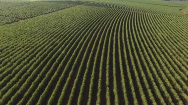 Minas Gerais eyalet - Brezilya Hava görünümünü kahve plantasyon