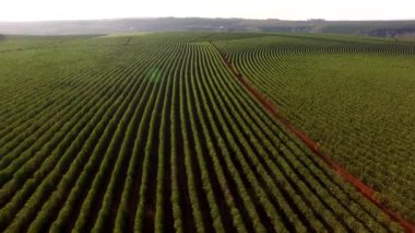Minas Gerais eyalet - Brezilya Hava görünümünü kahve plantasyon