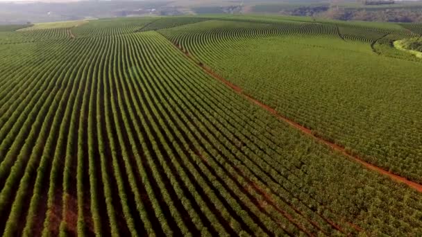 Luchtfoto koffie plantage in de Braziliaanse deelstaat Minas Gerais - Brazilië — Stockvideo