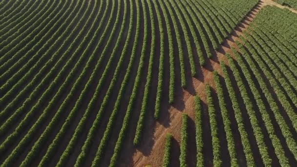 Luchtfoto koffie plantage in de Braziliaanse deelstaat Minas Gerais - Brazilië — Stockvideo