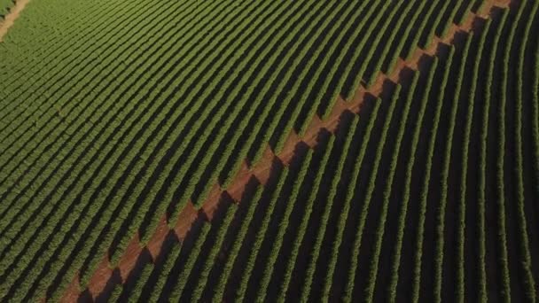 Вид с высоты птичьего полета на кофейную плантацию штата Минас-Жерайс - Бразилия — стоковое видео