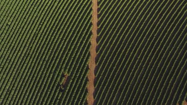 Luchtfoto koffie plantage in de Braziliaanse deelstaat Minas Gerais - Brazilië — Stockvideo