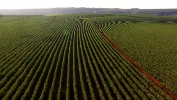-在巴西米纳斯吉拉斯州的鸟瞰图咖啡种植园 — 图库视频影像