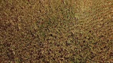 Havadan görünümü Sorgo alan Brezilya