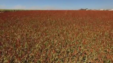 Havadan görünümü Sorgo alan Brezilya