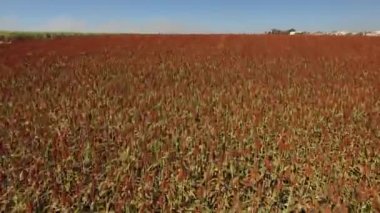 Havadan görünümü Sorgo alan Brezilya