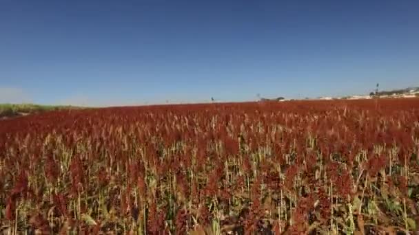 Vista aérea Campo de Sorgo en Brasil — Vídeo de stock