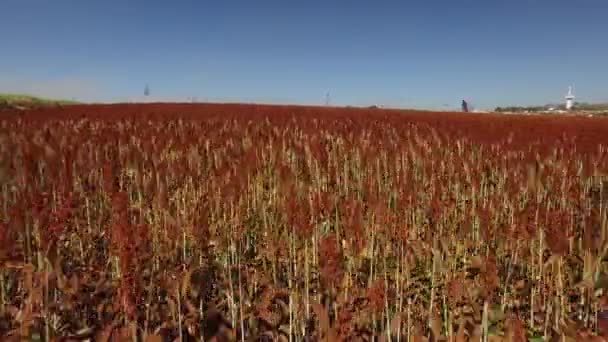 Letecký pohled na Sorgo pole v Brazílii — Stock video