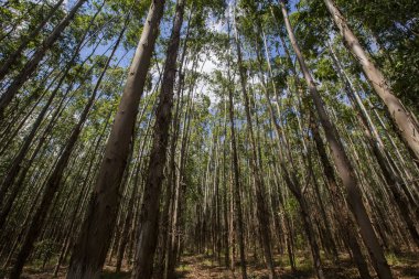 Okaliptüs ormanı Sao Paulo devlet - Brezilya. Bitkiler kağıt sanayî için.