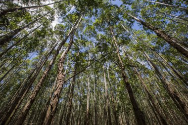 Okaliptüs ormanı Sao Paulo devlet - Brezilya. Bitkiler kağıt sanayî için.