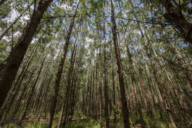 Okaliptüs ormanı Sao Paulo devlet - Brezilya. Bitkiler kağıt sanayî için.
