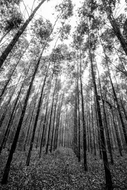 Okaliptüs ormanı Sao Paulo devlet - Brezilya. Bitkiler kağıt sanayî için.