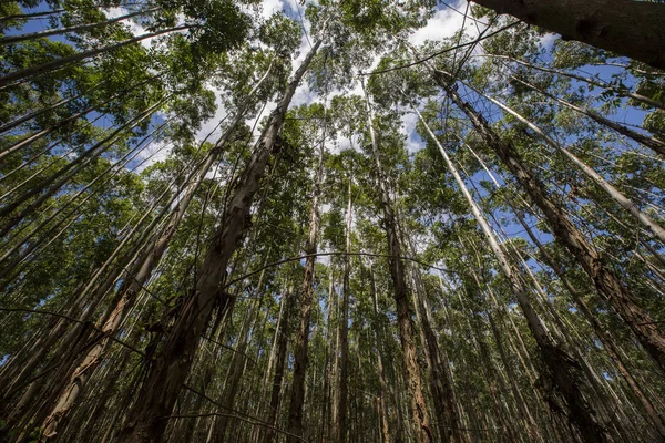 Eucalyptus forest in Sao Paulo State - Brazil. Plants for paper industry.