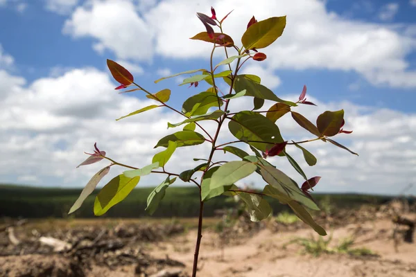 Bosque de eucalipto en el estado de Sao Paulo - Brasil. Plantas para la industria papelera . — Foto de Stock