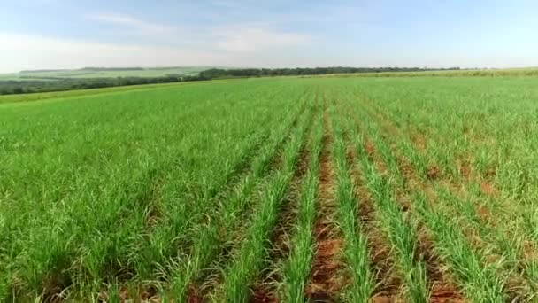 Luchtfoto Suikerriet Plantages Brazilië — Stockvideo