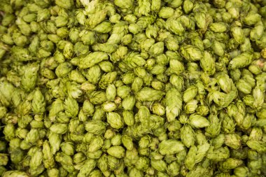 Bira ve ekmek yapmak için yeşil taze hop koni yakın çekim