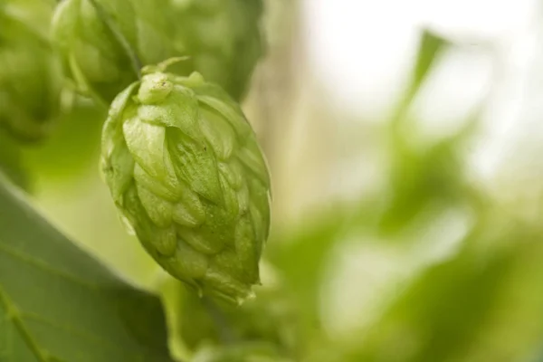 Conos verdes de lúpulo fresco para hacer cerveza y pan de cerca, fondo agrícola — Foto de Stock