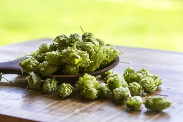 Hopfenzapfen in hölzerner Schöpfschüssel mit Plantagenhintergrund — Stockfoto