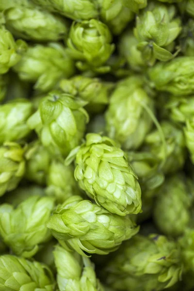 Cônes de houblon frais verts pour faire de la bière et du pain fermer — Photo