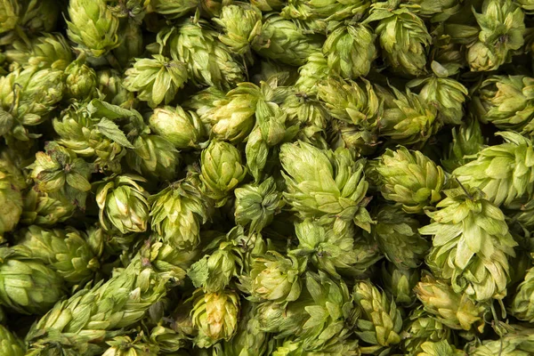 Cônes de houblon frais verts pour faire de la bière et du pain fermer — Photo