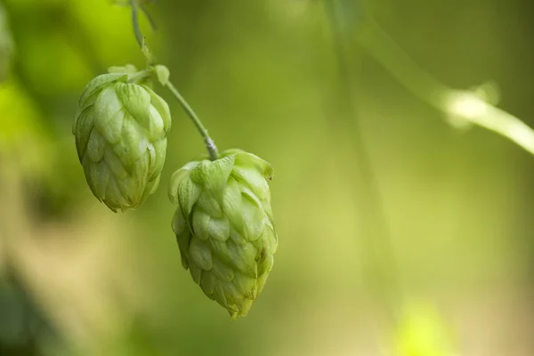 Groene verse hop kegels voor het maken van bier en brood close-up, agrarische achtergrond — Stockfoto