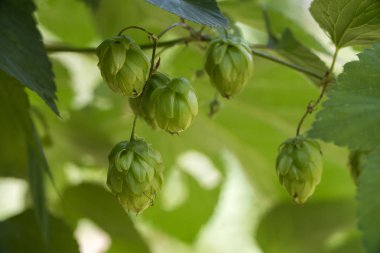 Bira ve ekmek yapmak için yeşil taze kozalaklar yakın plan, tarımsal arka plan