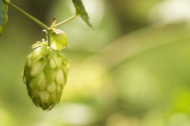 Bira ve ekmek yapmak için yeşil taze kozalaklar yakın plan, tarımsal arka plan