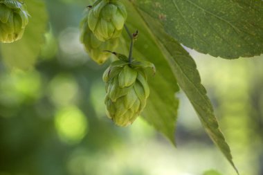 Bira ve ekmek yapmak için yeşil taze kozalaklar yakın plan, tarımsal arka plan.