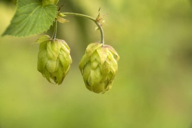 Bira ve ekmek yapmak için yeşil taze kozalaklar yakın plan, tarımsal arka plan