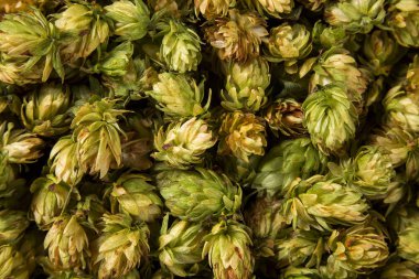 Üstünde tepe-in görünüm bazı atlama.