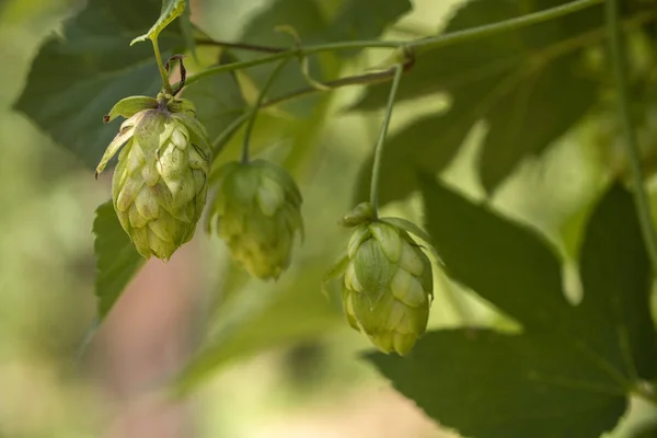 Groene verse hop kegels voor het maken van bier en brood close-up, agrarische achtergrond — Stockfoto