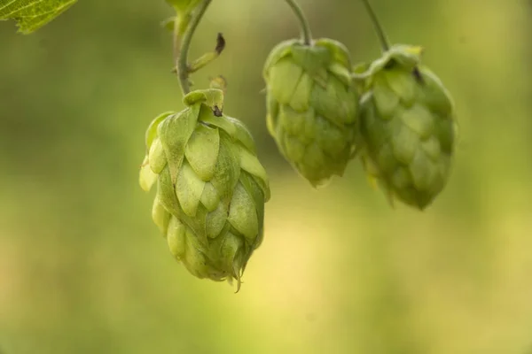 Groene verse hop kegels voor het maken van bier en brood close-up, agrarische achtergrond — Stockfoto