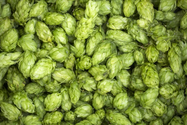 Green fresh hop cones for making beer and bread close up — Stock Photo, Image